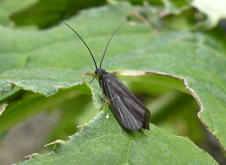 Goera pilosa